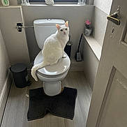 Pinot a rejoint le concours — aidez-le/la à gagner de superbes lots ! bathroom, cat, cat_ears, cat_tail, curious, door, floor_mat, flooring, indoor, natural_light, pet, plant, plumbing, seated_cat, toilet, toilet_brush, trash_bin, white_cat, white_wall, window