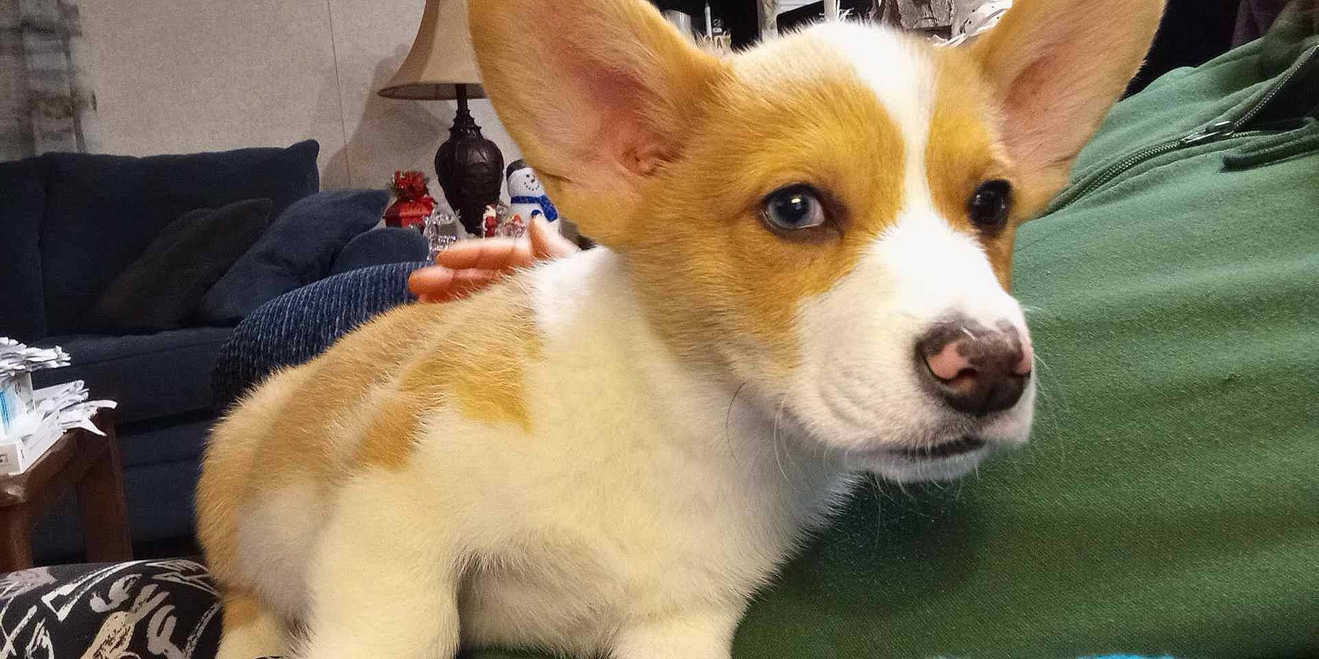 Gizmo joined the competition — help win amazing prizes! ancient_dog_breeds, canidae, carnivore, collar, companion_dog, couch, dog, dog_breed, fawn, fur, non_sporting_group, pillow, puppy, sleeper_chair, snout, sporting_group, terrestrial_animal, toy_dog, whiskers, working_animal