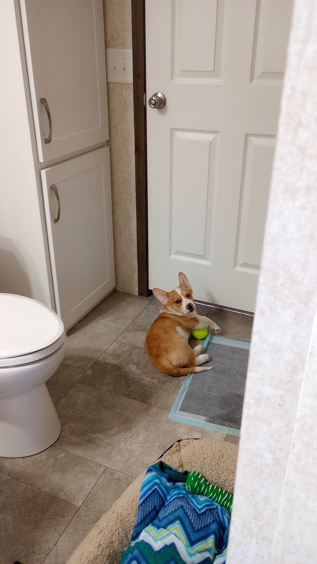 Gizmo is registered to the contest to win money with this photo: bathroom, carnivore, companion_dog, dog, dog_breed, dog_supply, door, fawn, fixture, floor, flooring, hardwood, home_door, luggage_and_bags, plumbing_fixture, snout, toilet, toilet_seat, wood, working_animal