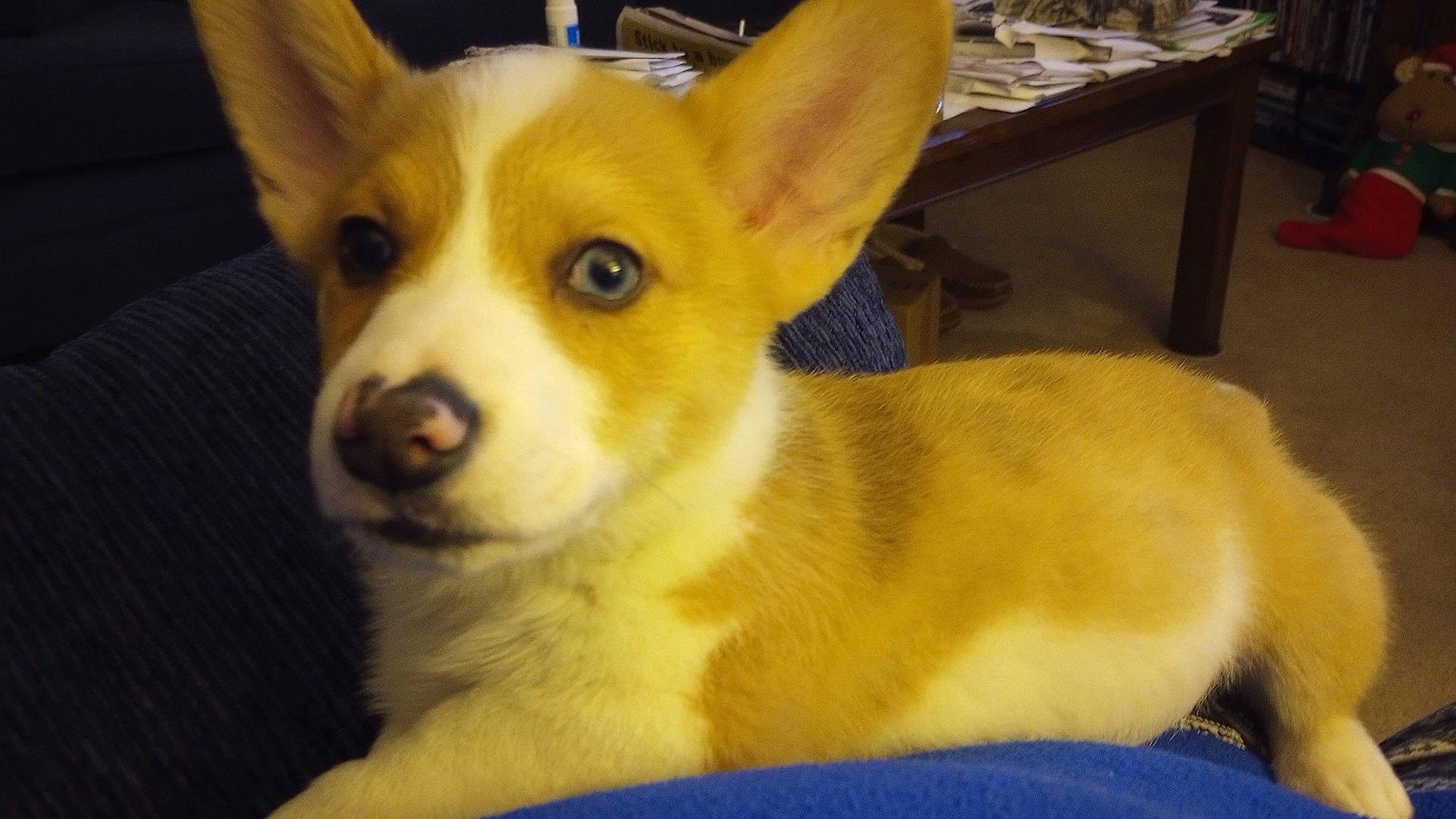 Gizmo is registered to the contest to win money with this photo: ancient_dog_breeds, balance, canidae, carnivore, companion_dog, dog, dog_breed, fawn, fur, non_sporting_group, snout, sporting_group, terrestrial_animal, whiskers, working_animal