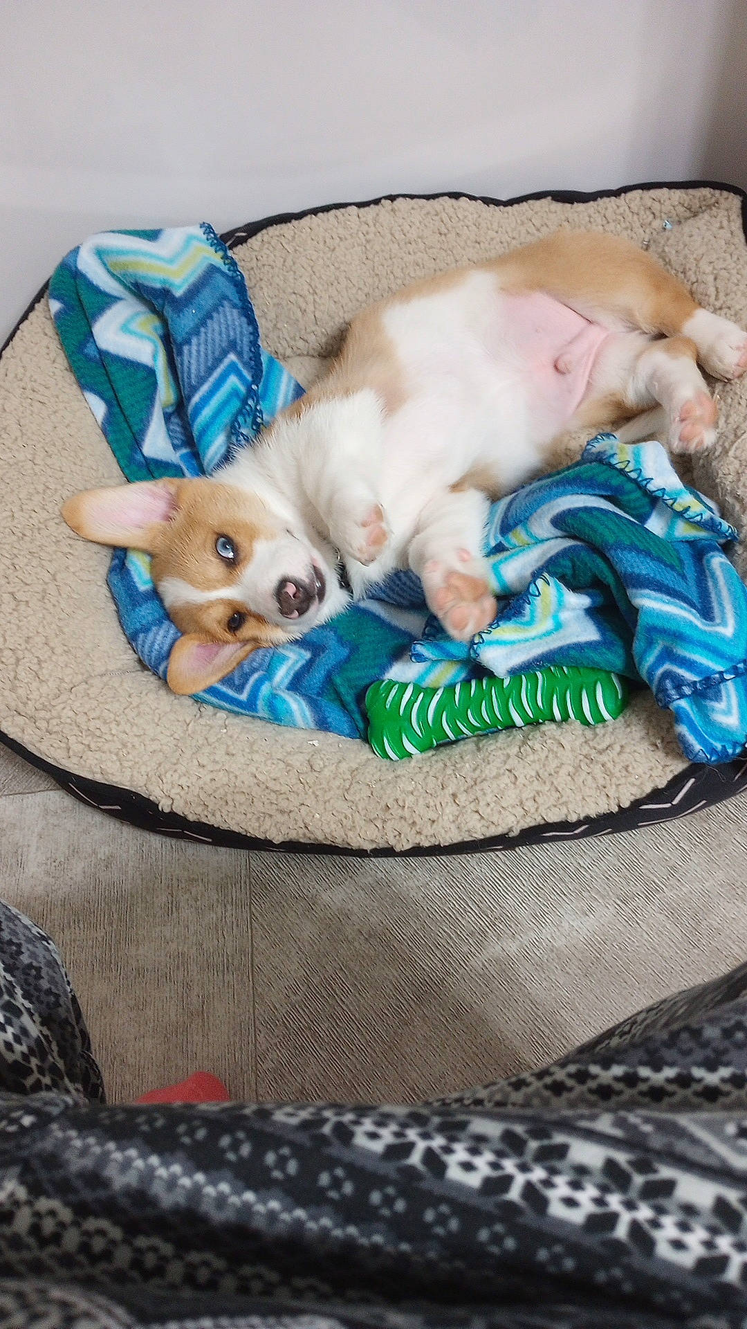 Gizmo is registered to the contest to win money with this photo: bag, basket, carnivore, cat, comfort, companion_dog, couch, dog_breed, dog_supply, fawn, felidae, fur, linens, luggage_and_bags, pattern, small_to_medium_sized_cats, tail, textile, throw_pillow, whiskers