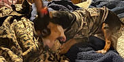 Chico is registered to the contest to win money with this photo: dog, puppy, camouflage_clothing, blanket, leopard_print, bed, toy, indoor, furniture, dressing_table, clothing, pet, paw, chewing, brown, black, tan, small_dog, canine, animal