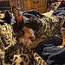 dog, puppy, camouflage_clothing, blanket, leopard_print, bed, toy, indoor, furniture, dressing_table, clothing, pet, paw, chewing, brown, black, tan, small_dog, canine, animal