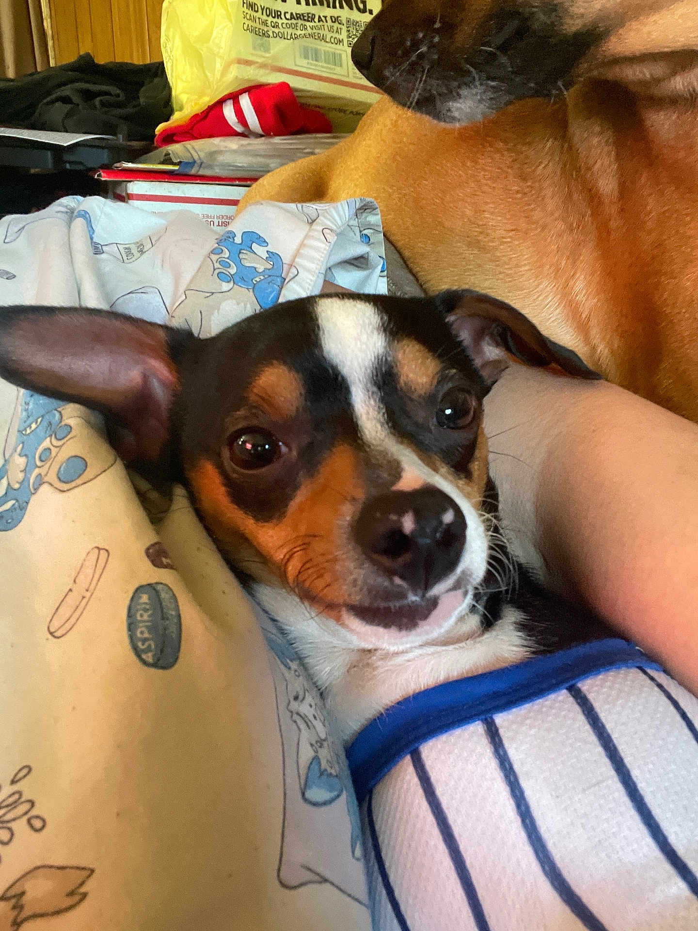 Chico