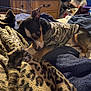 Chico joined the competition — help win amazing prizes! dog, puppy, blanket, camouflage_clothing, indoor, bed, furniture, cozy, leopard_print, chewing, pet, animal, small_dog, fur, ears, snout, paw, resting, casual, home