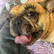 Sir Mamba is registered to the contest to win money with this photo: animal, blanket, bottle, close_up, cute, dog, ears, expression, eyelashes, face, french_bulldog, funny, fur, indoor, lying_down, pet, portrait, resting, tongue_out, water_bottle
