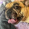 animal, blanket, bottle, close_up, cute, dog, ears, expression, eyelashes, face, french_bulldog, funny, fur, indoor, lying_down, pet, portrait, resting, tongue_out, water_bottle