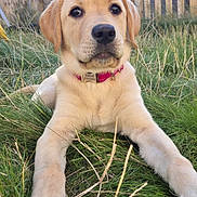 Isabelle is registered to the contest to win money with this photo: puppy, dog, grass, collar, pet, outdoor, fence, young_dog, golden_retriever, animal, cute, nature, canine, playful, fur, closeup, mammal, summer, resting, adorable