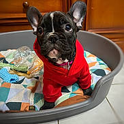 Ubys participe au concours pour gagner de l'argent avec cette photo : animal, bostonbull, bulldog, canine, clothing, dog, dogbed, frenchbulldog, glove, hosiery, pet, pitbull, puppy, sock