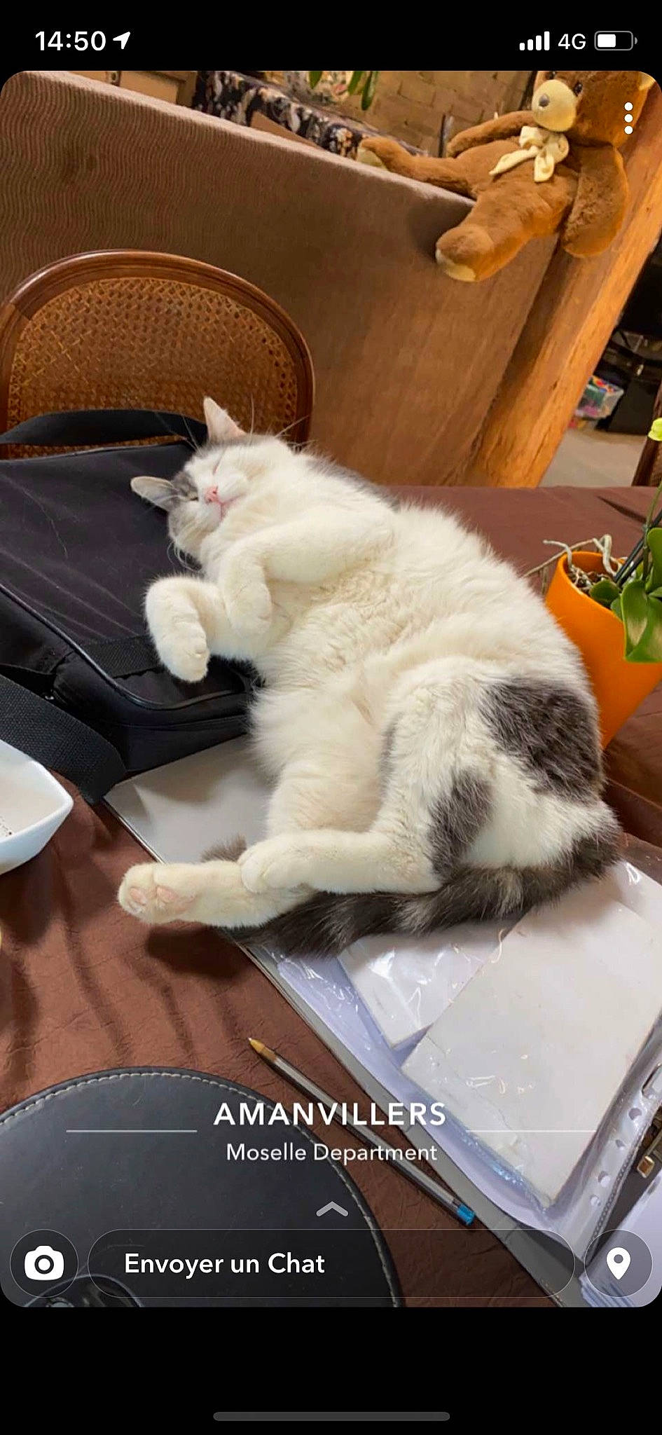 Hypso a rejoint le concours — aidez-le/la à gagner de superbes lots ! box, carnivore, cat, chair, claw, comfort, companion_dog, dishware, domestic_short_haired_cat, felidae, flooring, fur, nap, paw, room, serveware, small_to_medium_sized_cats, tail, whiskers