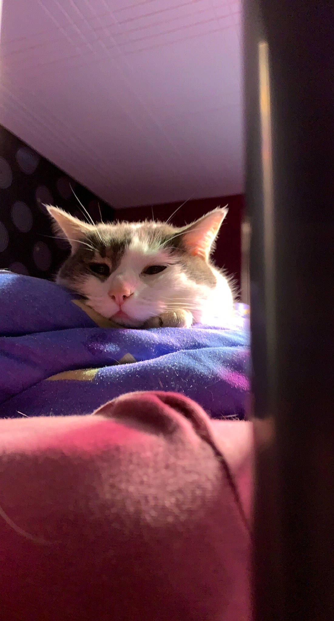 Hypso a rejoint le concours — aidez-le/la à gagner de superbes lots ! carnivore, cat, close_up, comfort, darkness, domestic_short_haired_cat, ear, fawn, felidae, fur, human_leg, iris, paw, sitting, small_to_medium_sized_cats, snout, tail, vertebrate, whiskers, wood