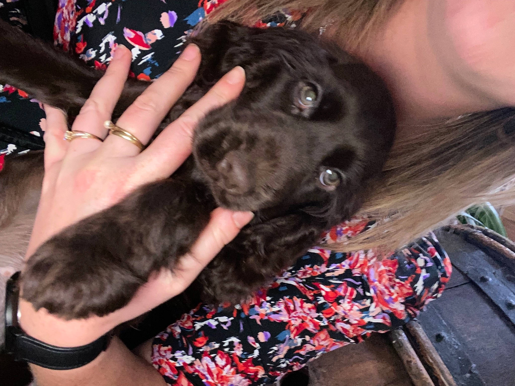 Sweety a rejoint le concours — aidez-le/la à gagner de superbes lots ! carnivore, companion_dog, dog, dog_breed, dog_collar, ear, fawn, finger, fun, fur, gesture, hair, hand, happy, lap, nail, pink, snout, sporting_group, working_animal