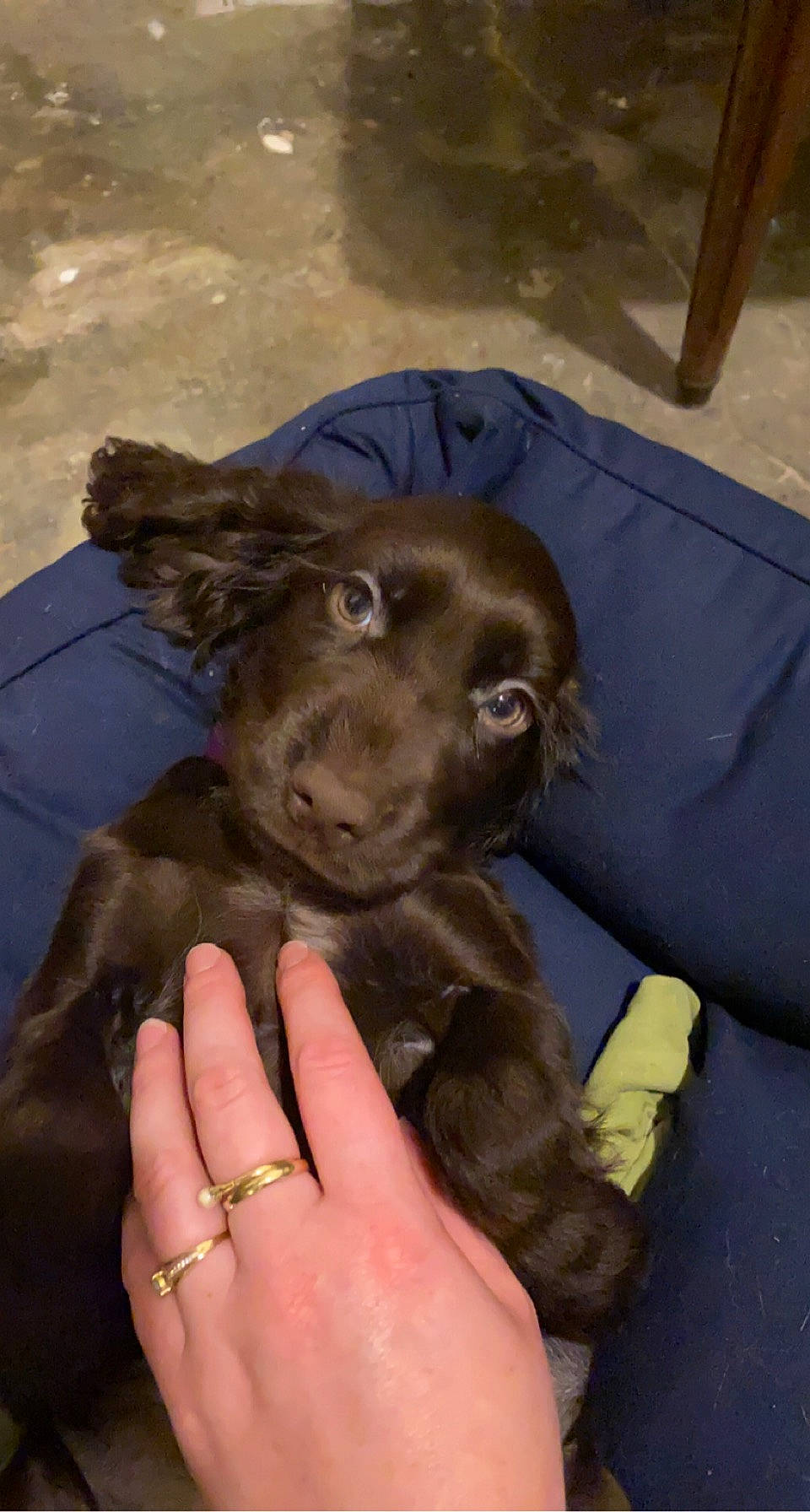 Sweety a rejoint le concours — aidez-le/la à gagner de superbes lots ! borador, canidae, carnivore, comfort, companion_dog, dog, dog_breed, ear, fawn, fur, gesture, jewellery, liver, nail, puppy, snout, sporting_group, thumb, working_animal, wrist