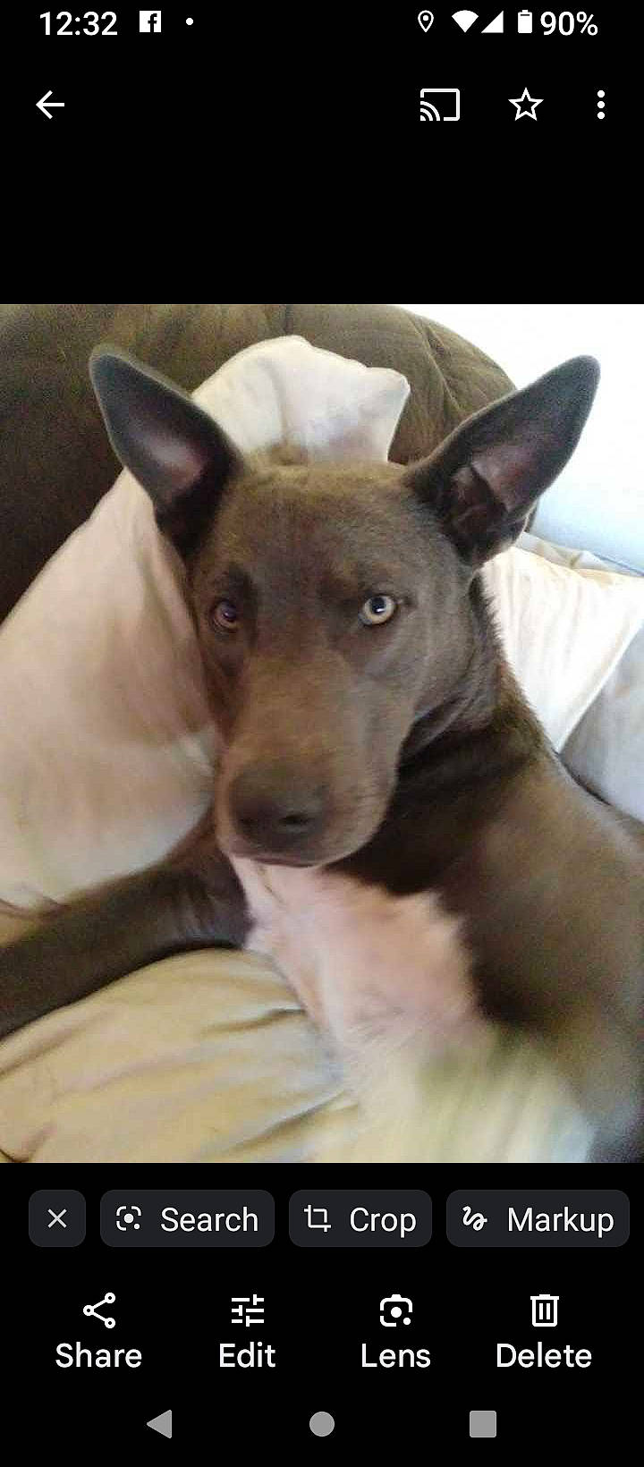 Storm joined the competition — help win amazing prizes! ancient_dog_breeds, canidae, carnivore, companion_dog, dog, dog_breed, ear, fawn, photo_caption, snout, terrestrial_animal, whiskers, working_animal