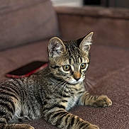 Naya participe au concours pour gagner de l'argent avec cette photo : cat, kitten, tabby, animal, pet, feline, couch, indoor, brown, fur, whiskers, ears, eyes, paw, relaxed, young, domestic, smartphone, furniture, closeup