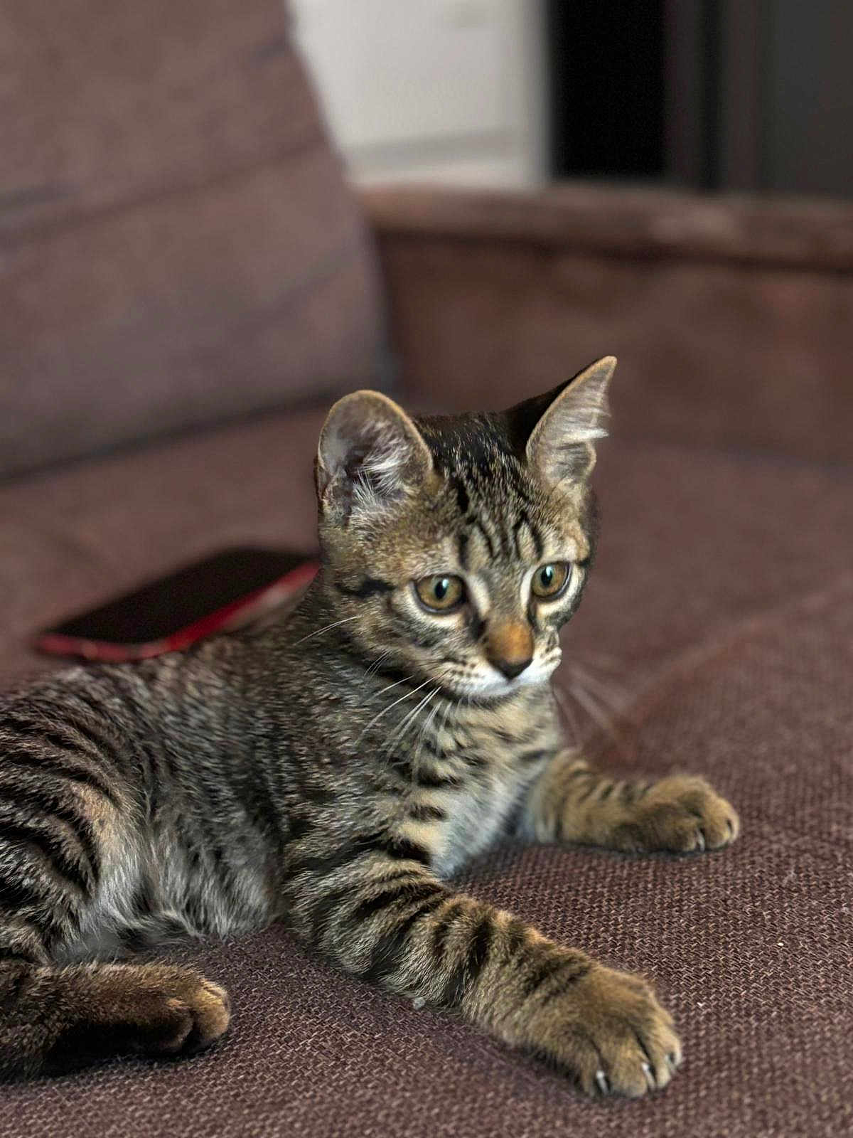 Naya