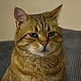 cat, tabby, animal, pet, feline, close_up, fur, whiskers, ears, eyes, indoor, couch, domestic, mammal, portrait, sitting, face, expression, striped, house_pet