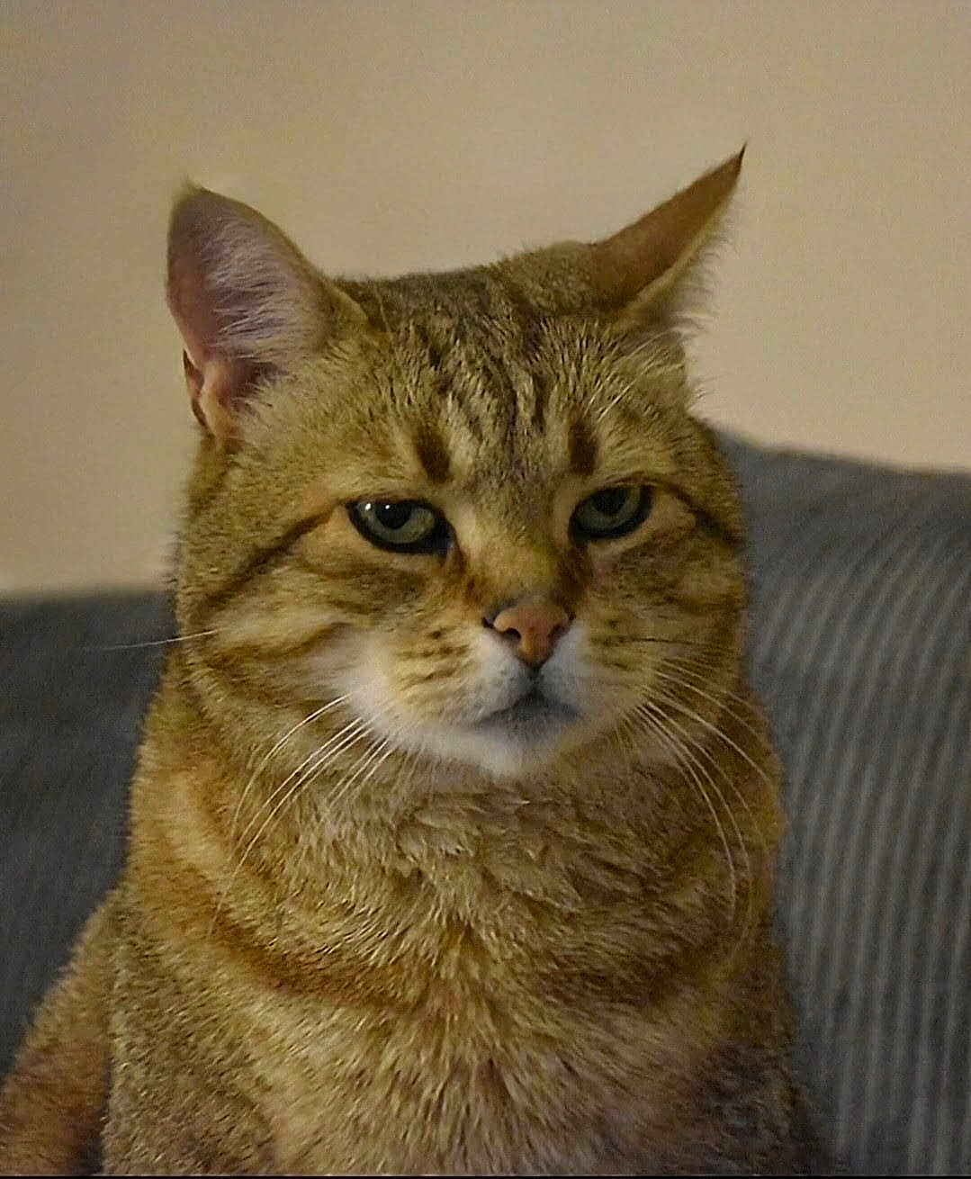 Didou a rejoint le concours — aidez-le/la à gagner de superbes lots ! cat, tabby, animal, pet, feline, close_up, fur, whiskers, ears, eyes, indoor, couch, domestic, mammal, portrait, sitting, face, expression, striped, house_pet