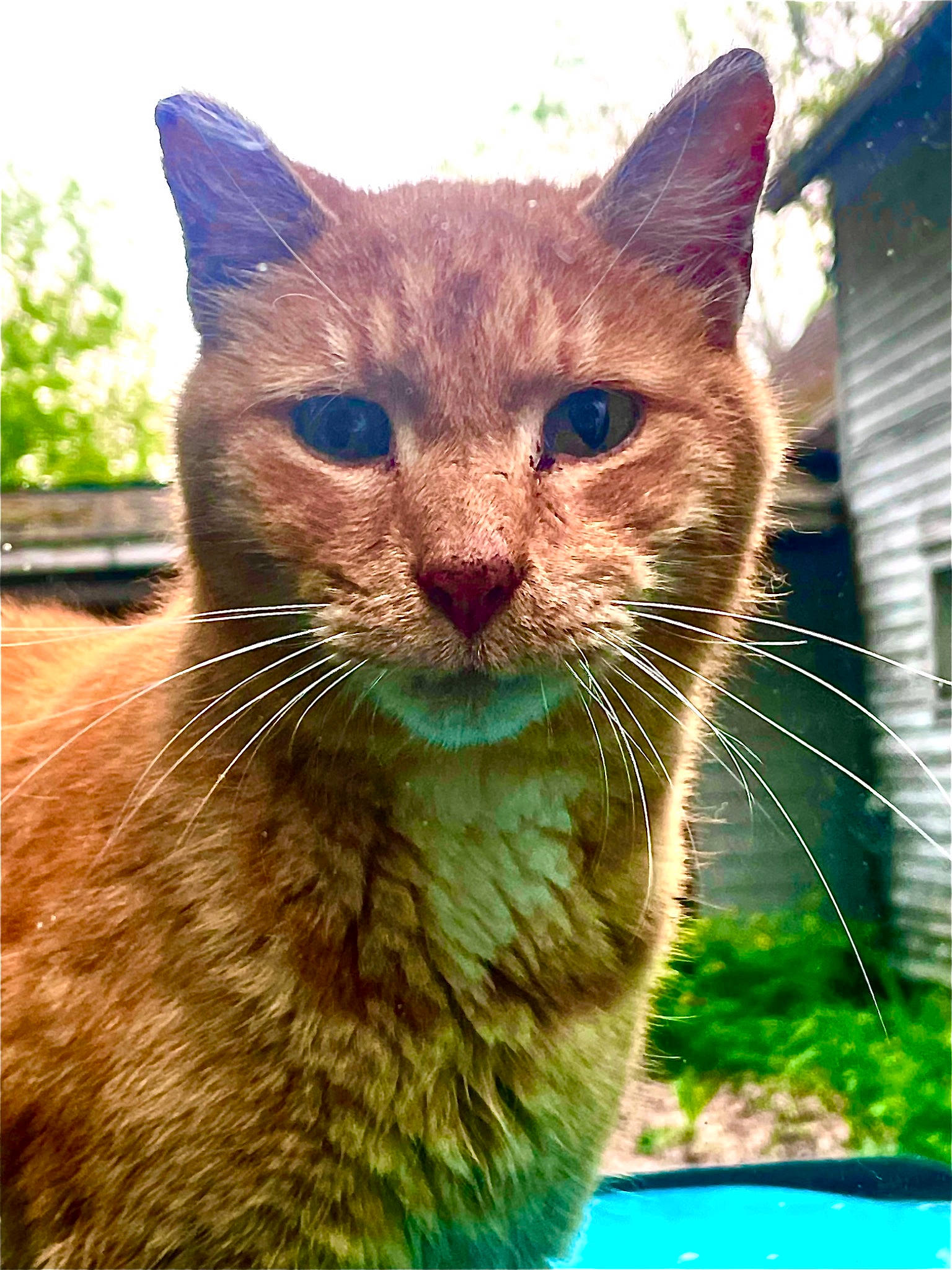 Charlie is registered to the contest to win money with this photo: carnivore, cat, domestic_short_haired_cat, fawn, felidae, fur, grass, groundcover, houseplant, pet_supply, plant, sky, small_to_medium_sized_cats, snout, terrestrial_animal, tree, whiskers, wildlife, window