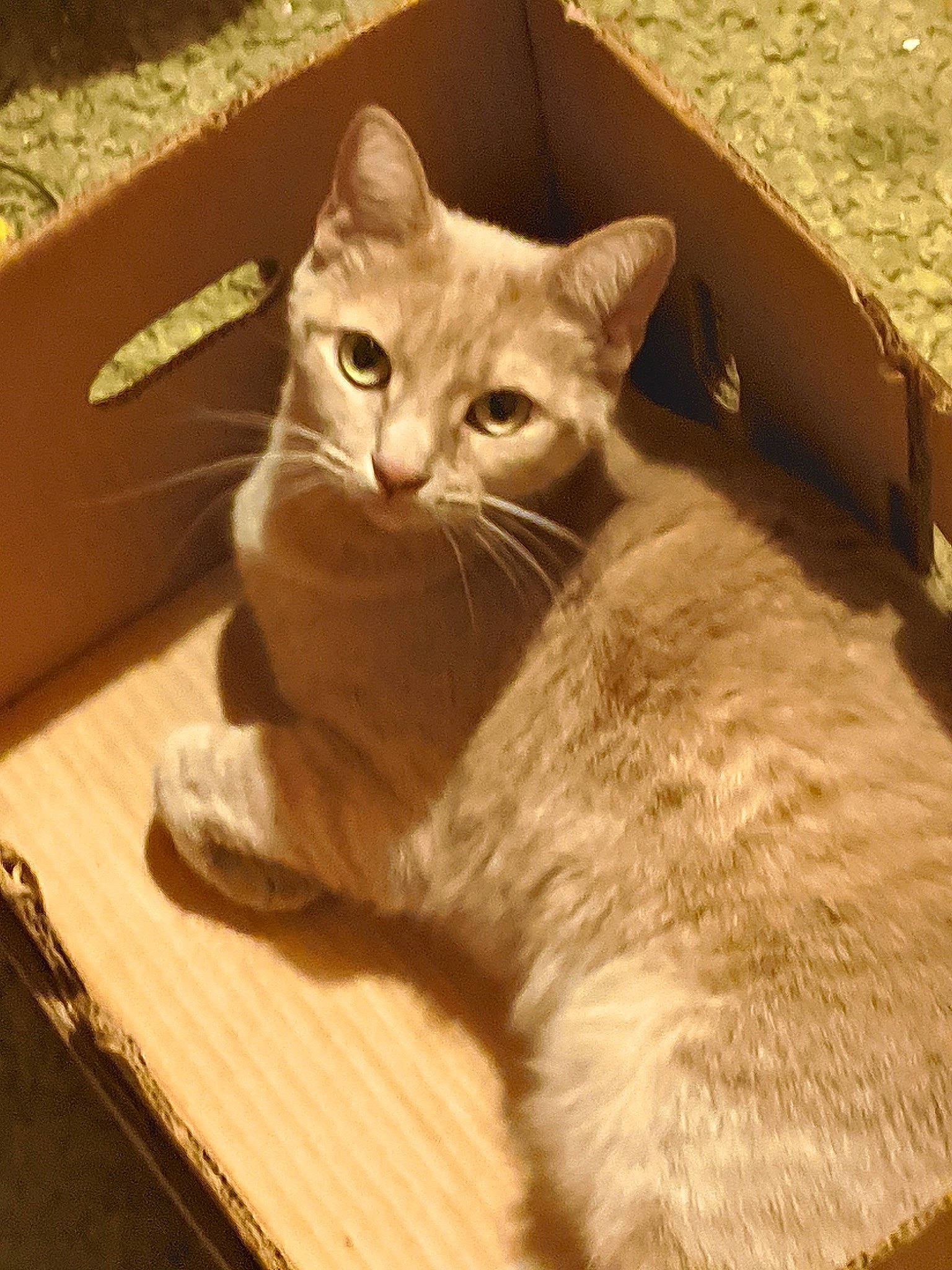 Ella is registered to the contest to win money with this photo: carnivore, cat, cat_furniture, claw, comfort, domestic_short_haired_cat, fawn, felidae, flooring, fur, hardwood, paw, photo_caption, sitting, small_to_medium_sized_cats, snout, tail, whiskers, wood