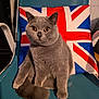 cat, british_shorthair, gray_fur, amber_eyes, chair, cushion, union_jack, indoor, pet, feline, fluffy, sitting, closeup, domestic_animal, cute, portrait, home, furniture, cozy, animal