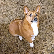 Alex joined the competition — help win amazing prizes! dog, corgi, pet, animal, brown, white, carpet, ears, looking_up, cute, indoor, fur, canine, companion, domestic, friendly, alert, paws, sitting, small_dog