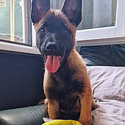 Baïko participe au concours pour gagner de l'argent avec cette photo : puppy, dog, pet, indoor, couch, blanket, window, tongue_out, happy, ears, fur, young_dog, smiling, sitting, cozy, house, domestic, animal, comfort, playful