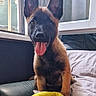 puppy, dog, pet, indoor, couch, blanket, window, tongue_out, happy, ears, fur, young_dog, smiling, sitting, cozy, house, domestic, animal, comfort, playful