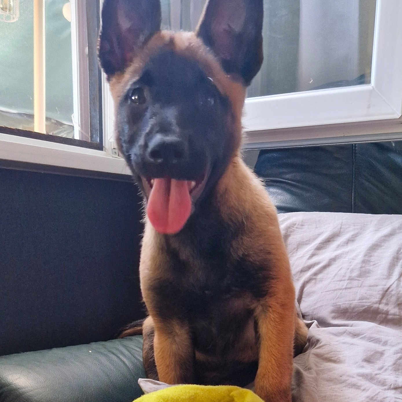 Baïko participe au concours pour gagner de l'argent avec cette photo : puppy, dog, pet, indoor, couch, blanket, window, tongue_out, happy, ears, fur, young_dog, smiling, sitting, cozy, house, domestic, animal, comfort, playful