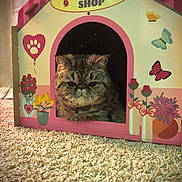 Elle is registered to the contest to win money with this photo: cat, cardboard_house, flower_shop, butterflies, carpet, pet, indoor, animal, cute, feline, tabby_cat, playhouse, decorated, potted_plants, whiskers, face, window, pink, yellow, green