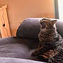 cat, tabby, yawning, indoor, couch, furniture, pet, animal, furry, relaxed, cozy, soft, gray, whiskers, sleepy, comfort, domestic, cute, resting, living_room