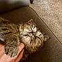 cat, tabby, pet, animal, feline, sleeping, relaxed, hand, couch, indoor, closeup, fur, whiskers, paw, comfort, cozy, carpet, brown, resting, content
