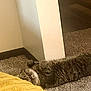 cat, tabby_cat, carpet, floor, blanket, yellow_blanket, indoor, corner, relaxed, sleepy, pet, feline, fur, striped, cozy, resting, animal, mammal, home, wall