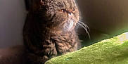 Elle joined the competition — help win amazing prizes! cat, tabby, indoor, soft_light, feline, pet, cozy, fur, whiskers, contemplative, green_surface, texture, animal, domestic, close_up, sitting, quiet, shadow, warm_light, relaxed