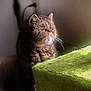 cat, tabby, indoor, soft_light, feline, pet, cozy, fur, whiskers, contemplative, green_surface, texture, animal, domestic, close_up, sitting, quiet, shadow, warm_light, relaxed