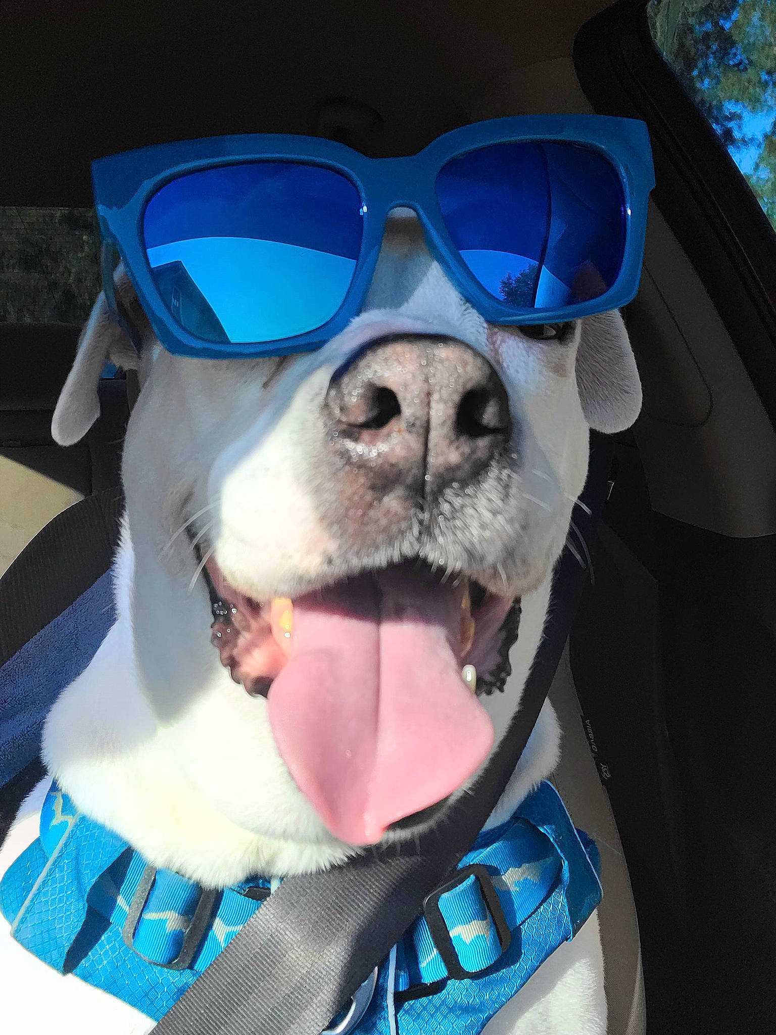 Abigail is registered to the contest to win money with this photo: blue, carnivore, collar, companion_dog, dog, dog_breed, dog_collar, dog_supply, eyewear, fawn, glasses, goggles, mammal, personal_protective_equipment, selfie, snout, sunglasses, vertebrate, vision_care, white