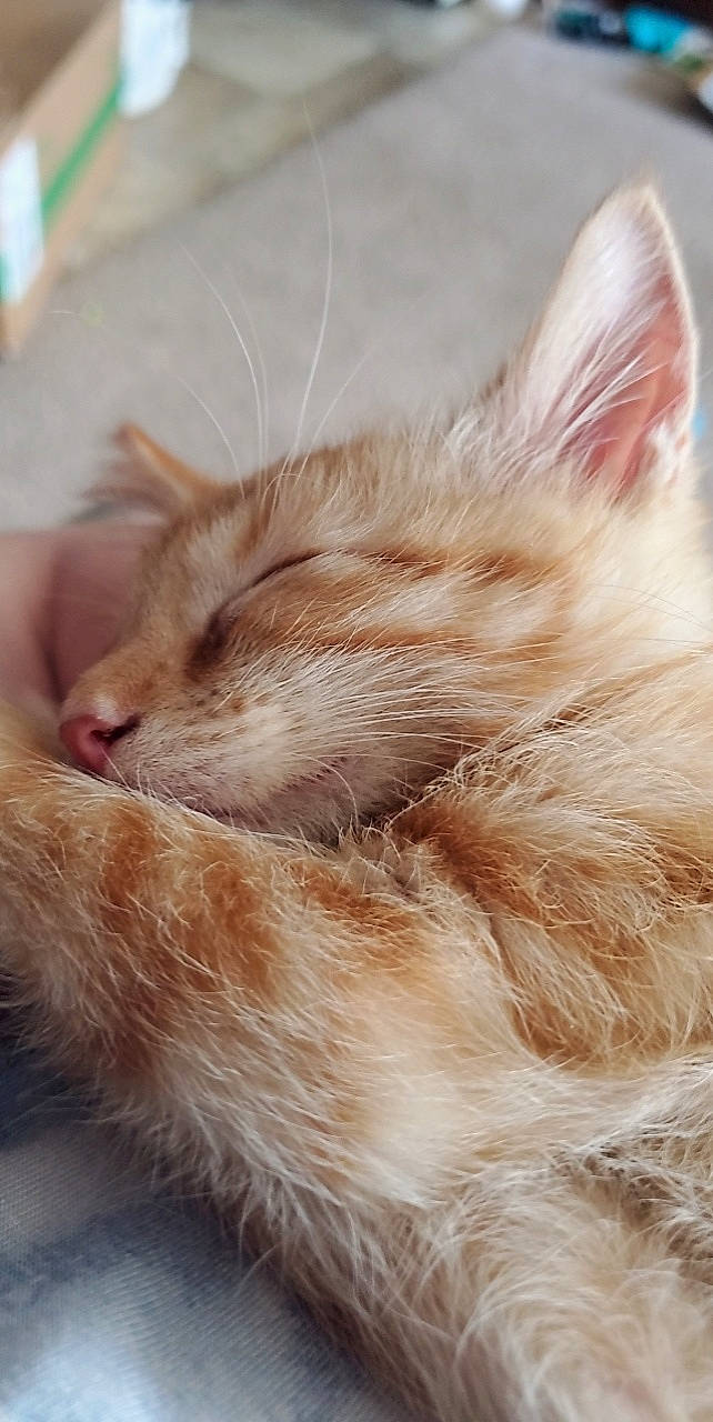 Frodo joined the competition — help win amazing prizes! carnivore, cat, claw, close_up, comfort, fawn, felidae, fur, nap, natural_material, paw, small_to_medium_sized_cats, snout, tail, whiskers