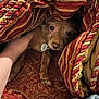 Hazel joined the competition — help win amazing prizes! dog, small_dog, blanket, red_blanket, gold_trim, hand, petting, cozy, indoor, fur, animal, curious, resting, patterned_fabric, comfort, close_up, warm_colors, snug, paw, tag