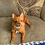 dog, small_dog, brown_dog, couch, sofa, cushion, patterned_cushion, crocheted_blanket, blue_blanket, white_blanket, indoor, pet, collar, dog_tag, relaxed, looking_up, furniture, cozy, home, animal