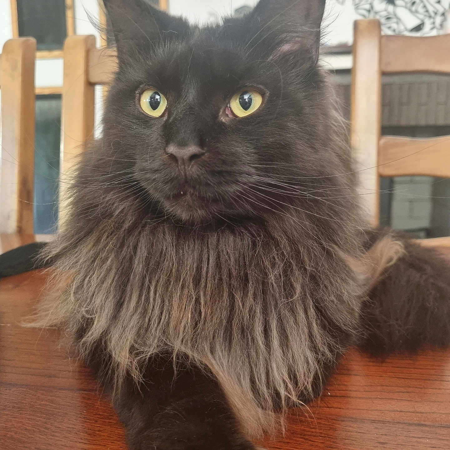 Thor participe au concours pour gagner de l'argent avec cette photo : angora, animal, architecture, blackcat, building, cat, chair, furniture, hardwood, indoors, interiordesign, kitten, livingroom, manx, pet, plywood, room, stainedwood, table, wood