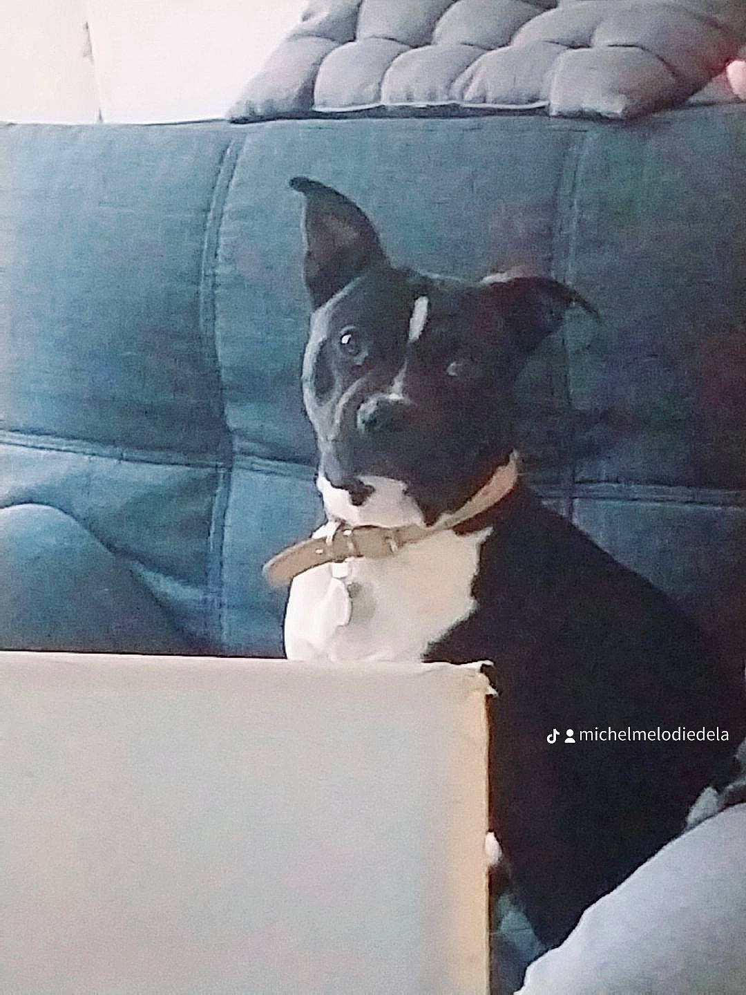 Boby participe au concours pour gagner de l'argent avec cette photo : boston_terrier, canidae, carnivore, comfort, companion_dog, couch, dog, dog_breed, ear, fawn, non_sporting_group, puppy, sitting, sporting_group, square, tints_and_shades, toy_dog, whiskers, working_animal