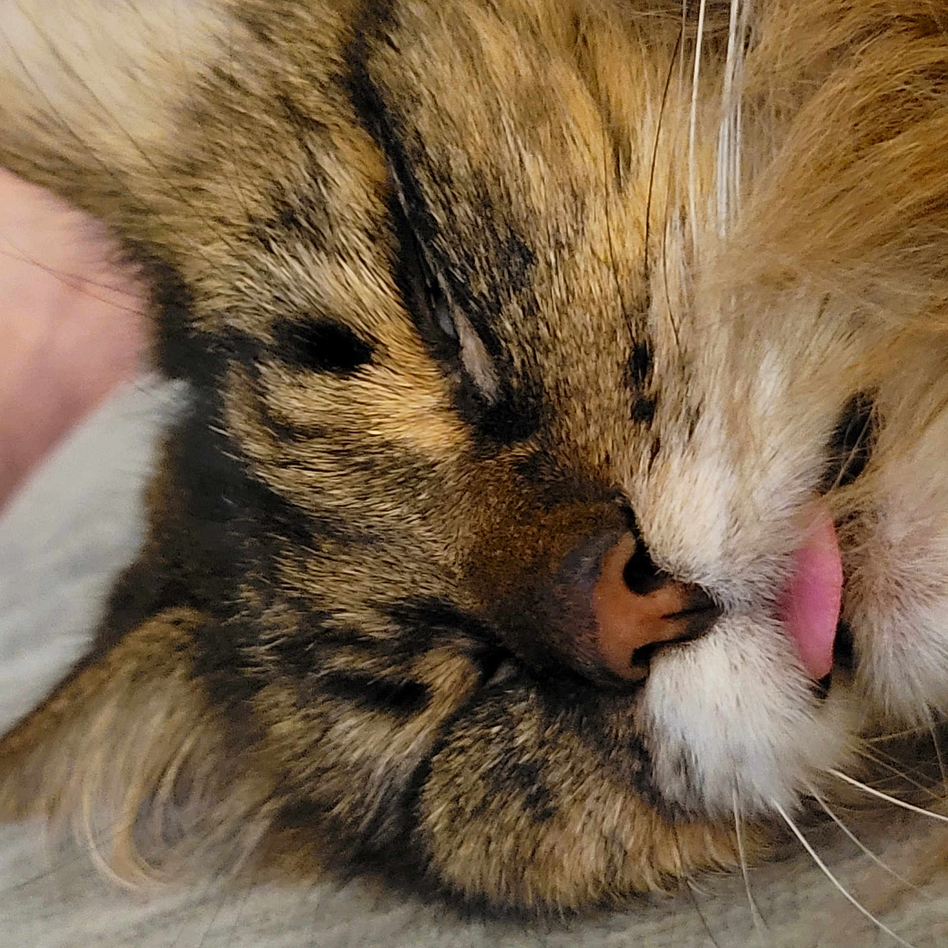 Dot is registered to the contest to win money with this photo: cat, feline, close_up, sleeping, tongue_out, blep, whiskers, nose, fur, tabby, pet, domestic_cat, cozy, relaxed, nap, face, muzzle, portrait, indoor, cute