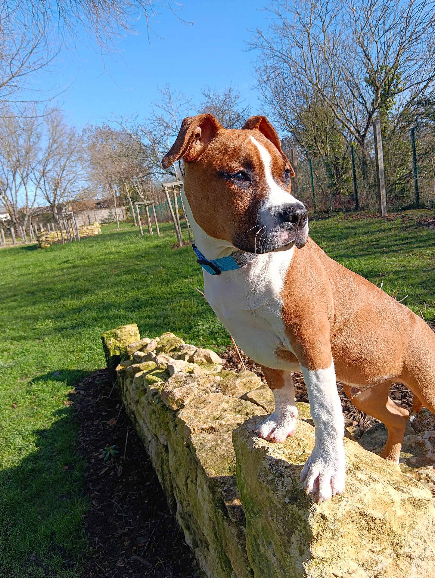 Alzo a rejoint le concours — aidez-le/la à gagner de superbes lots ! dog, brown, white, stone_wall, grass, tree, blue_sky, outdoor, park, collar, pet, animal, sunlight, daylight, nature, canine, standing, alert, ears_up, moss