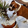 dog, snow, plant, pot, outdoor, winter, brown, white, animal, curious, nature, paw, garden, snow_covered, pet, canine, fur, cold, playful, daylight