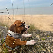 Alzo participe au concours pour gagner de l'argent avec cette photo : puppy, dog, brown_and_white, harness, grass, rock, outdoor, beach, cloudy_sky, nature, chewing, young_dog, moss, curious, playing, animal, canine, shallow_depth_of_field, daytime, close_up