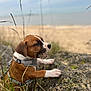 puppy, dog, brown_and_white, harness, grass, rock, outdoor, beach, cloudy_sky, nature, chewing, young_dog, moss, curious, playing, animal, canine, shallow_depth_of_field, daytime, close_up