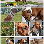 Alzo participe au concours pour gagner de l'argent avec cette photo : beach, bench, brown_and_white, canine, close_up, collage, dog, fence, flower, grass, leash, nature, outdoor, patio, pet, shadow, sitting, sleeping, standing, sunlight