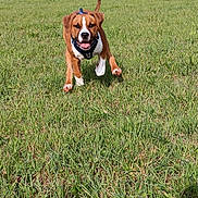 Alzo a rejoint le concours — aidez-le/la à gagner de superbes lots ! action_shot, animal, dog, energetic, field, front_view, grass, greenery, happy, harness, lawn, motion, outdoor, park, pet, playful, puppy, running, sprinting, tongue_out