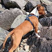 Alzo a rejoint le concours — aidez-le/la à gagner de superbes lots ! adventure, alert, animal, blue_sky, brown_dog, canine, daytime, dog, exploration, harness, mammal, nature, outdoor, pet, rocks, rocky_beach, side_view, standing, sunny, white_dog