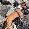 Alzo a rejoint le concours — aidez-le/la à gagner de superbes lots ! adventure, alert, animal, blue_sky, brown_dog, canine, daytime, dog, exploration, harness, mammal, nature, outdoor, pet, rocks, rocky_beach, side_view, standing, sunny, white_dog